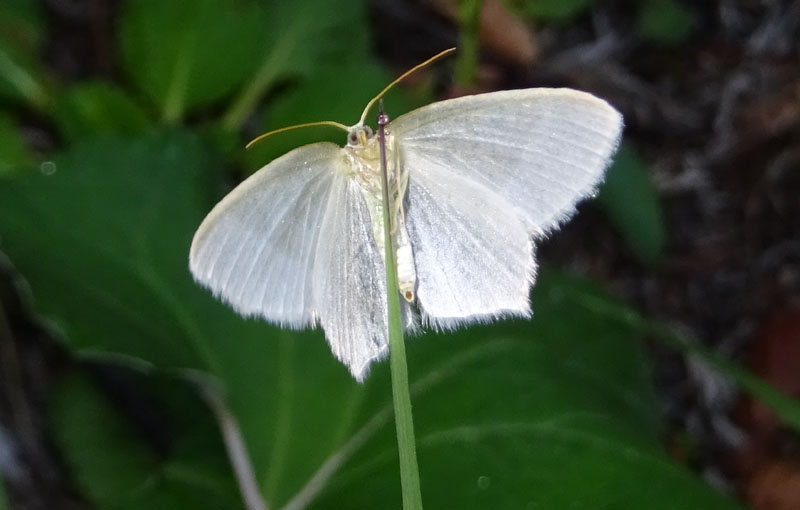 Jodis lactearia - Geometridae